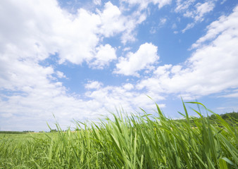 Obraz premium Blue sky and wild grass