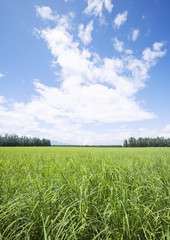 Blue sky and the field of grass