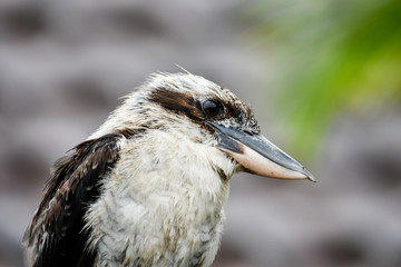Australian Kookaburra drying off after getting wet in a storm