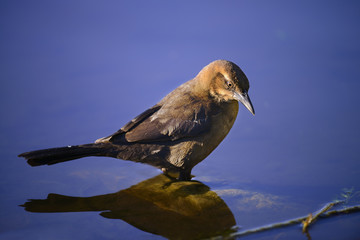 Bird reflection