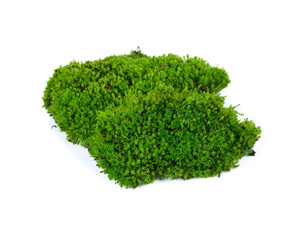 Fototapeta premium moss isolated on white bakground