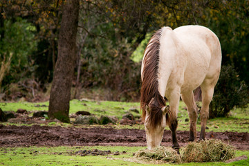 Naklejka na ściany i meble Buckskin horse eating grass