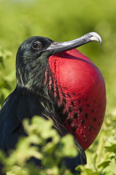 Great frigate bird (Sula nebouxii), Isla Lobos off Isla San Cristobal (San Cristobal Island), Galapagos Islands,UNESCO World Heritage Site, Ecuador
