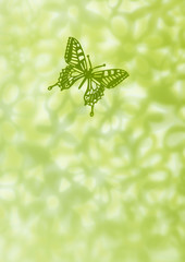 Butterfly image