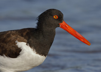 Closeup of an American Oystercatcher - St. Petersburg, Florida