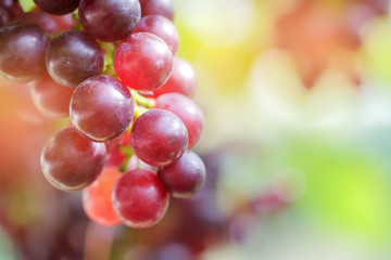 Grapes red in the  garden.