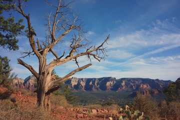A tree related to "vortex" (a place which is believed to create the earth energy drawing surrounding things into itself like a tornado) with a wide red mesa and blue sky in Sedona, Arizona