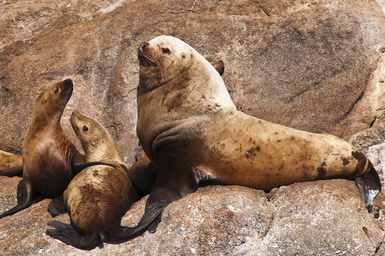Stellar sea lions (Eumetopias jubatus) in the Five Finger Islands area of Frederick Sound, Southeast Alaska, Alaska
