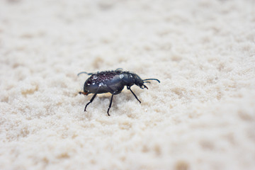 A black darkling beetle crawling on white sands with clear water droplets and some grains of sand on its back at the White Sands National Park in New Mexico