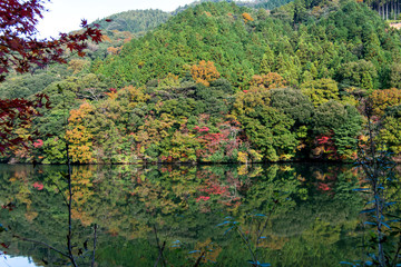 This is a reservoir of a straight concrete gravity dam in Fukuoka,JAPAN. The leaves of the trees are beginning to color. It is in November.