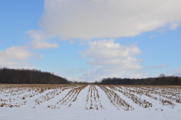 Obraz premium Rows of a Snow covered corn field on a sunny winter day