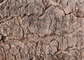 Bark