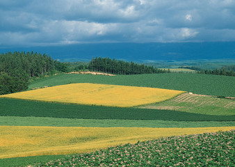 Fototapeta premium Wheat Field