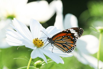 Butterfly and cosmos flower.