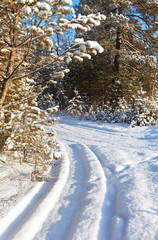 The road in the snowy winter forest