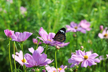 Butterfly with flower Cosmos.