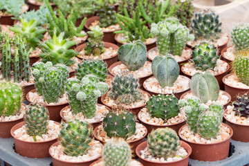 Fototapeta na wymiar Cactus in pots 