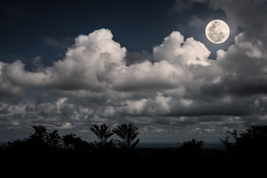 Silhouettes of tree and nighttime sky with clouds, bright full moon