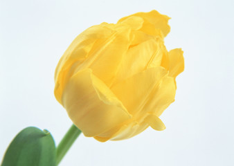 Tulip