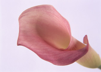 Calla