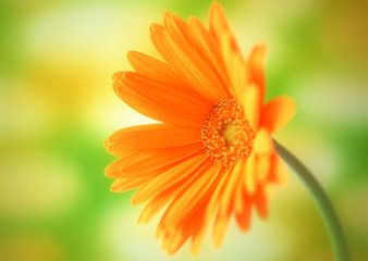 Gerbera