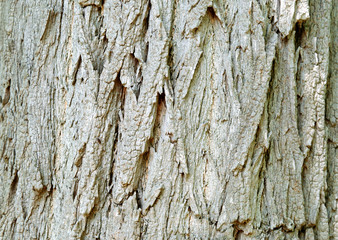 Obraz premium Bark of False Acacia