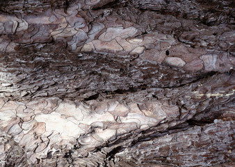 Bark