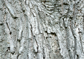 Oak