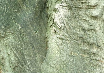 Bark of Maple