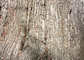 Japanese Elm