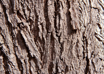 Bark