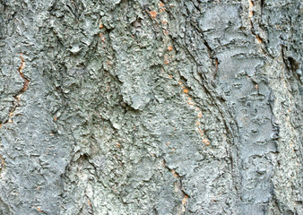 Bark