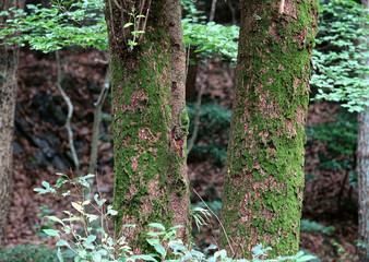 Naklejka premium Trunk