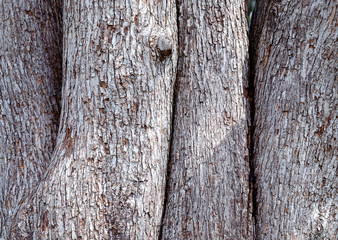 Japanese Linden