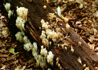 Fallen Tree