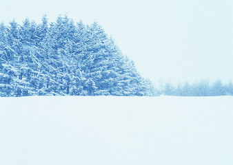 Naklejka premium Snowy Field and Forest