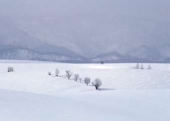 Snowy Field