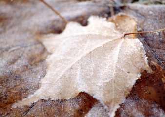Fallen Leaf