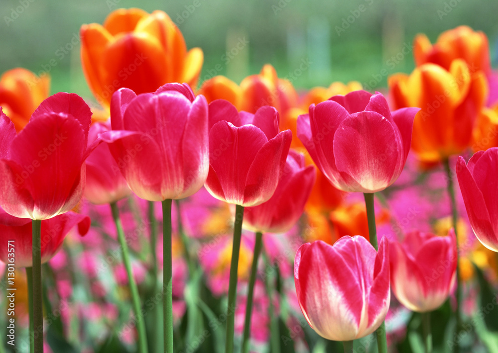 Canvas Prints Tulip Field