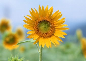 Sunflower