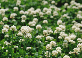 White Clover