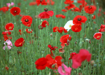 Fototapeta premium Poppy