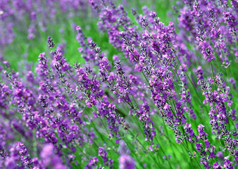 Lavender Field