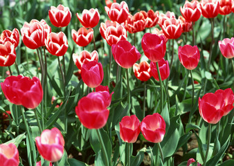 Tulip Field