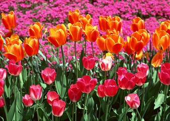 Tulip Field