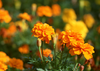 Marigold