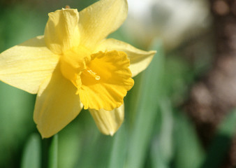 Fototapeta premium Daffodil