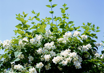 Mock Orange