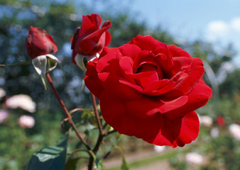 Obraz premium Rose