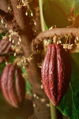 Cacao pods on tree branch